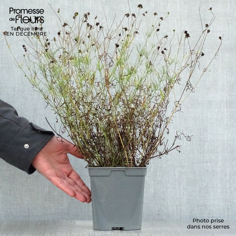 Coreopsis verticillata Moonbeam 2L/3L pot sample as delivered in winter