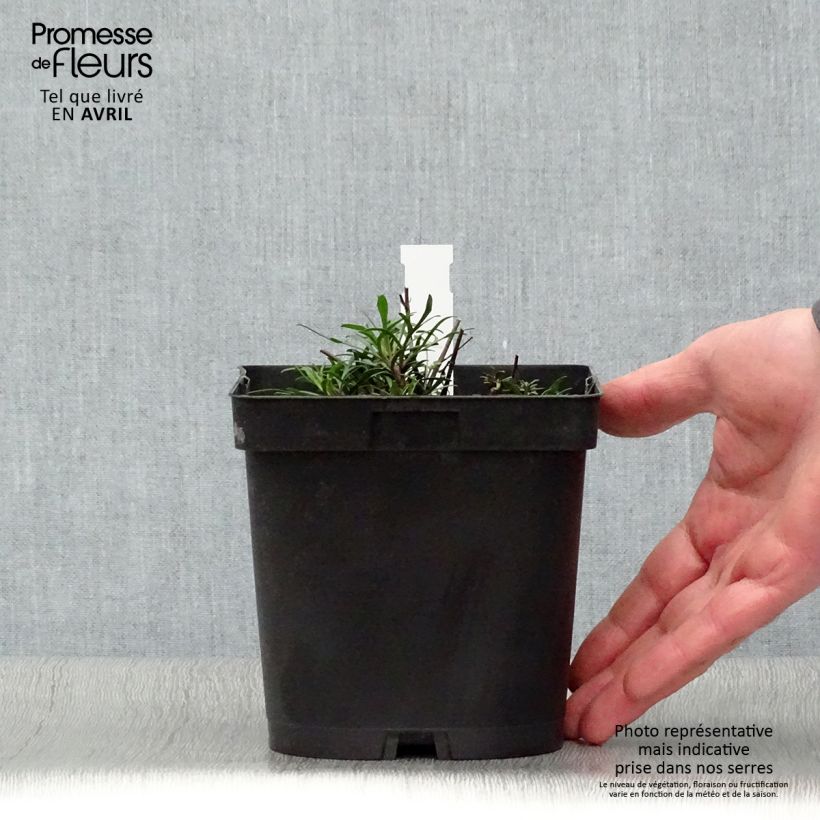 Coreopsis verticillata Moonbeam 2L/3L pot sample as delivered in spring