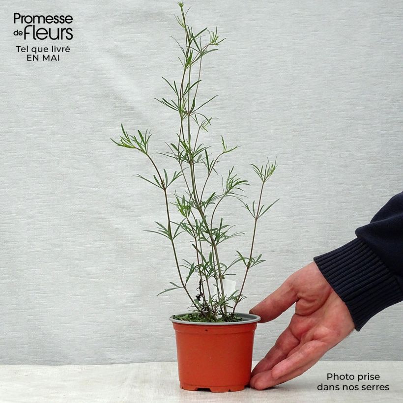 Coreopsis verticillata Moonbeam 7/8 cm pot sample as delivered in spring