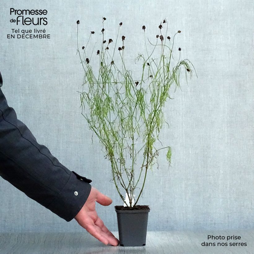 Coreopsis verticillata Route 66 - Tickseed 8/9 cm pot sample as delivered in winter