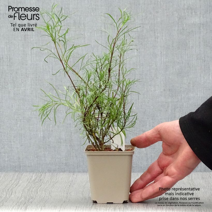 Coreopsis verticillata Route 66 - Tickseed 8/9 cm pot sample as delivered in spring