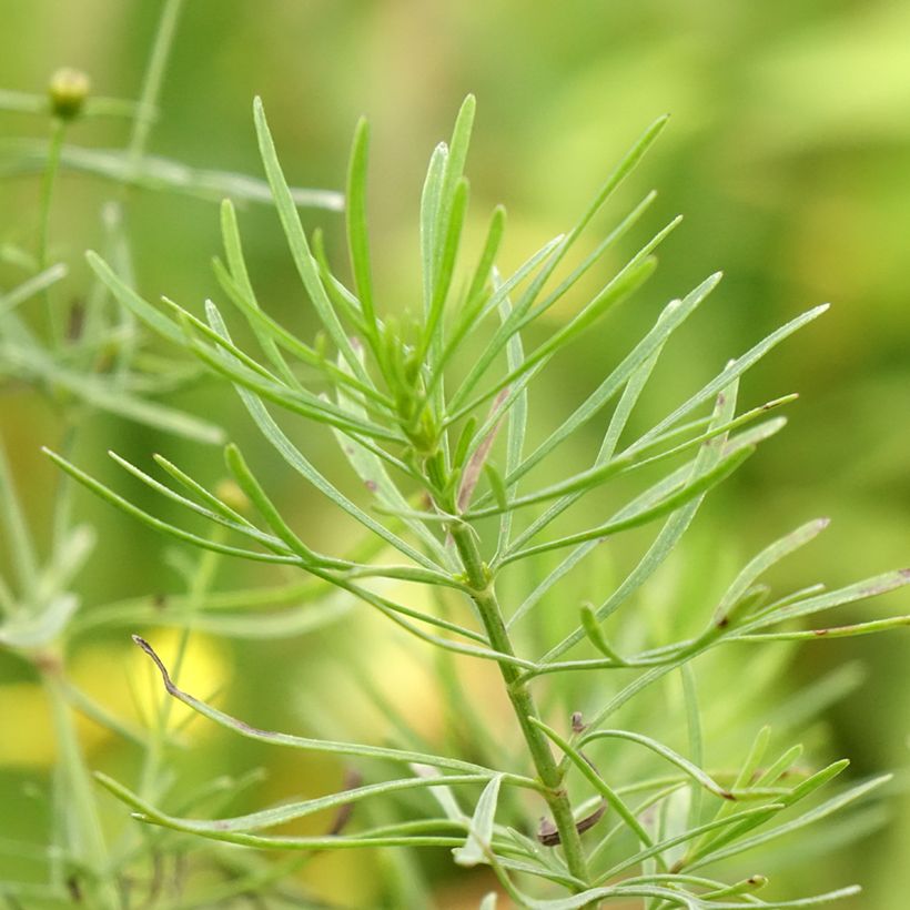 Coreopsis verticilla Sassy Saffron (Foliage)