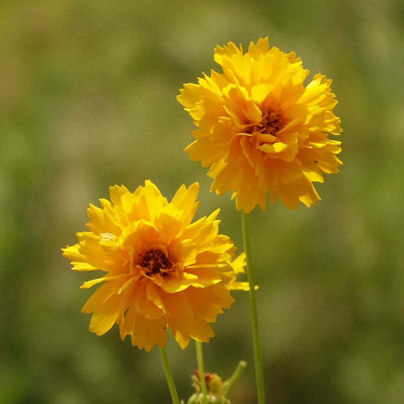 Coreopsis alpinus Early Sunrise (Flowering)