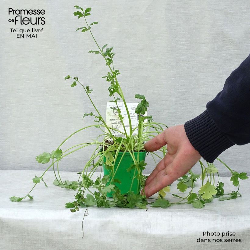 Cultivated coriander plants - Coriandrum sativum 10cm/11cm pot sample as delivered in spring