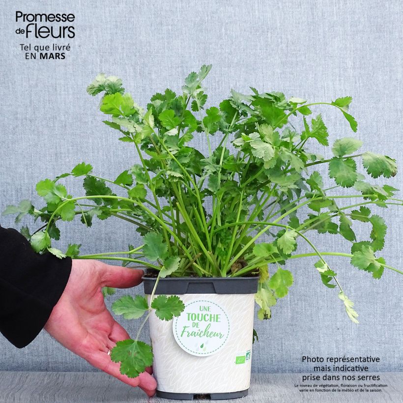 Organic Coriander plants - Coriandrum sativum 1L/1.5L pot sample as delivered in spring