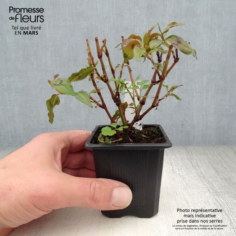 Vietnamese Coriander - Persicaria odorata 8/9 cm pot sample as delivered in spring