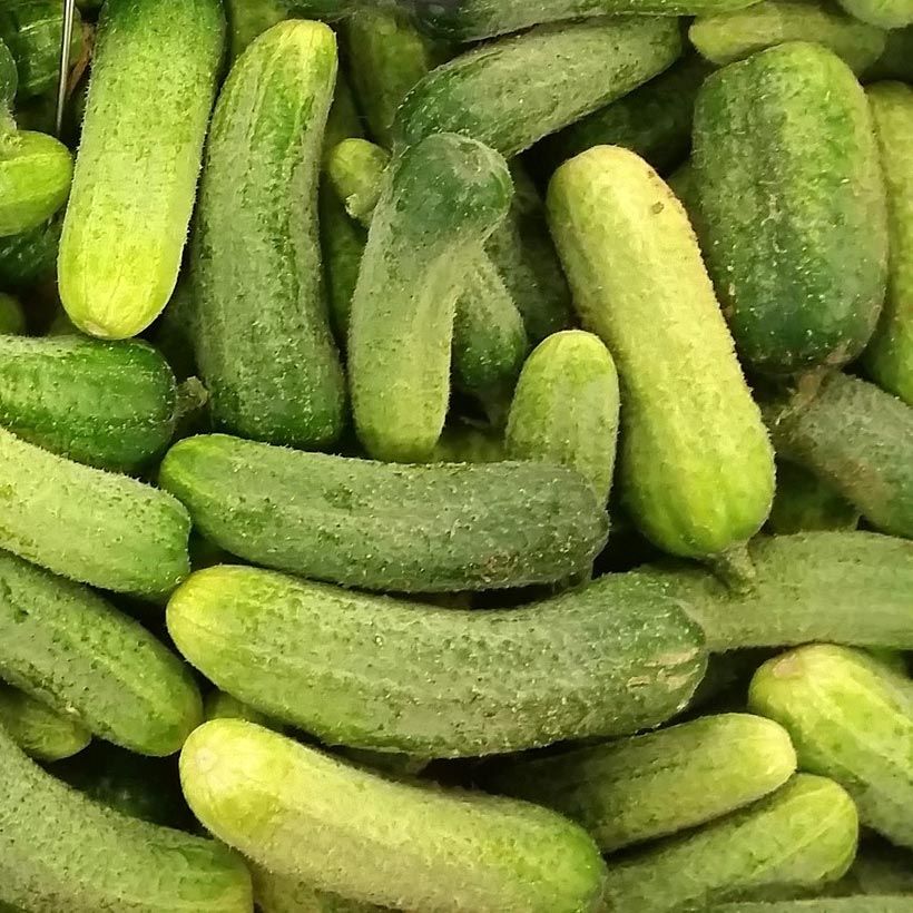 Cucumber Ceto - Cucumis sativus (Harvest)