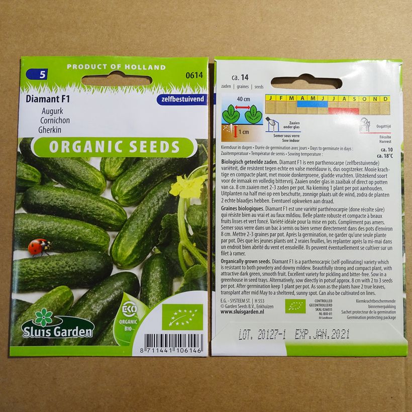 Example of Gherkin Diamant F1 per pack of 12 seeds specimen as delivered