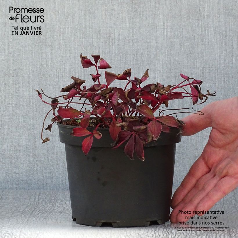 Cornus canadensis - Flowering Dogwood 2L/3L pot sample as delivered in winter