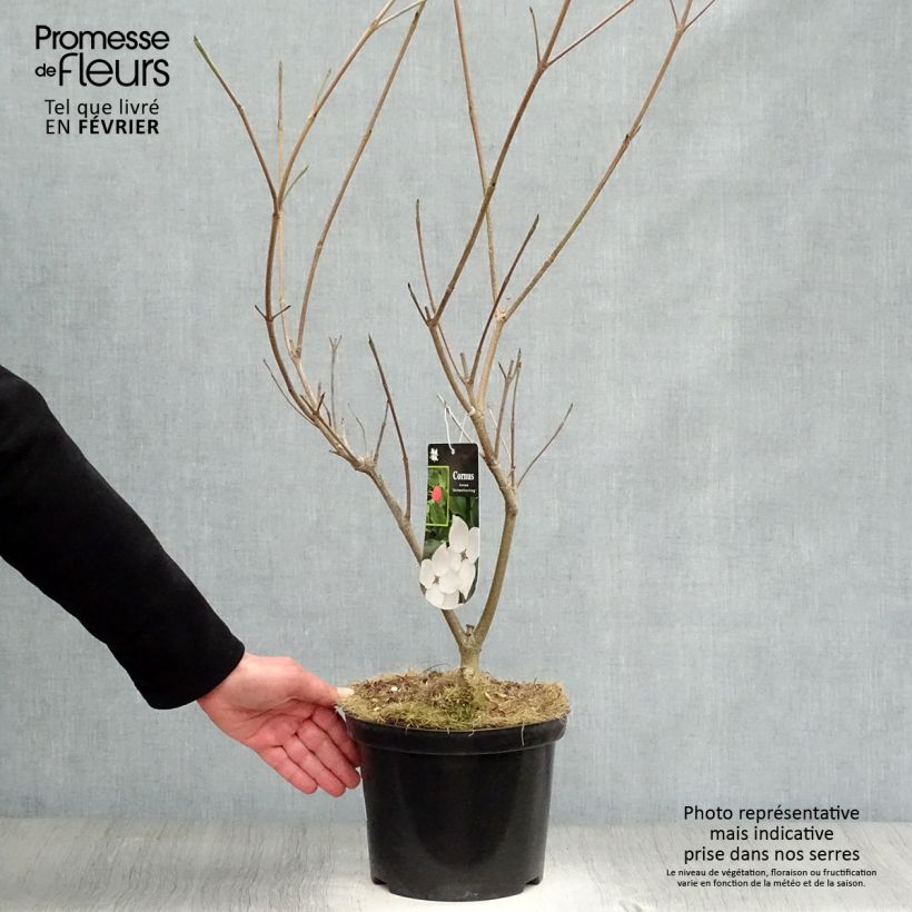 Cornus kousa Schmetterling - Flowering Dogwood 4L/5L pot sample as delivered in winter