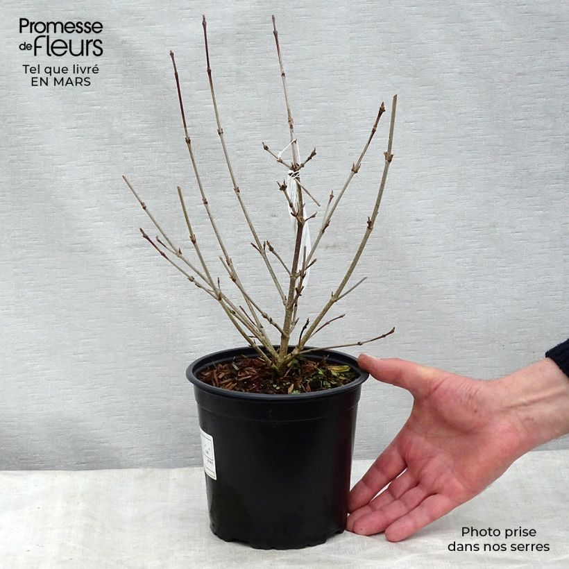 Cornus kousa - Flowering Dogwood 2L/3L pot sample as delivered in spring