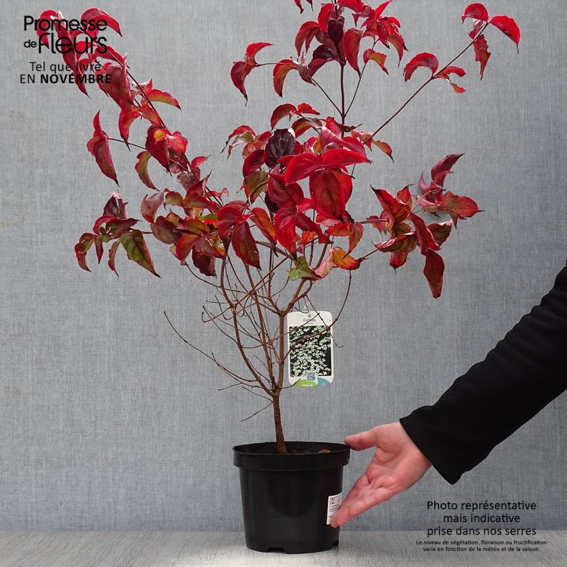 Cornus kousa - Flowering Dogwood 2L/3L pot sample as delivered in autumn