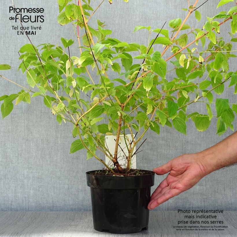 Cornus sanguinea Annys Winter Orange - Common Dogwood 2L/3L pot sample as delivered in spring