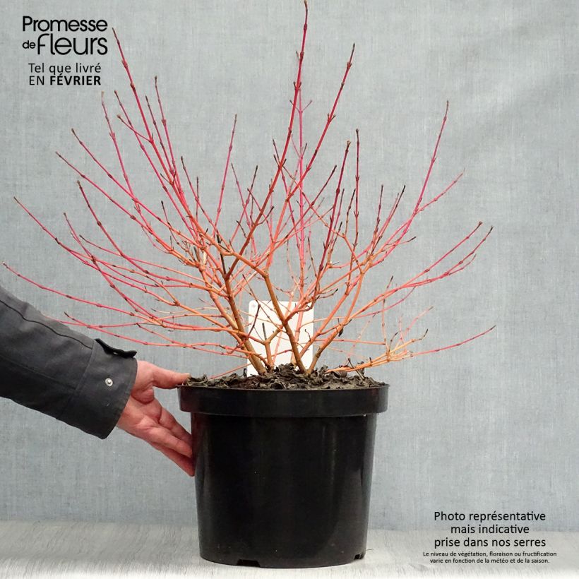 Cornus sanguinea Annys Winter Orange - Common Dogwood 7.5L/10L pot sample as delivered in winter