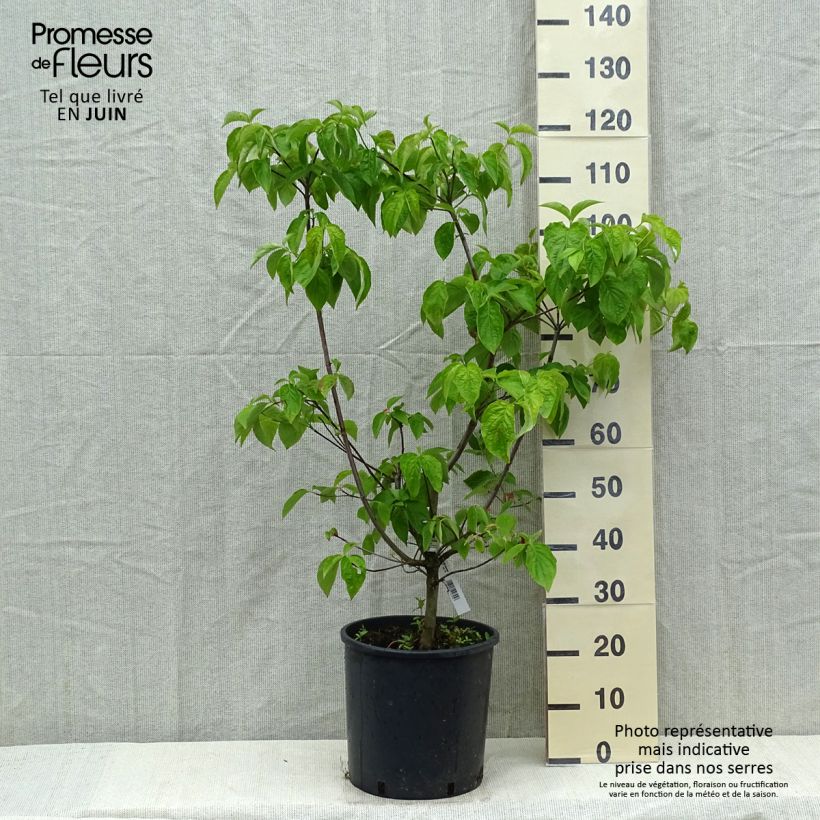 Cornus Ascona - Flowering Dogwood 7.5L/10L pot sample as delivered in spring