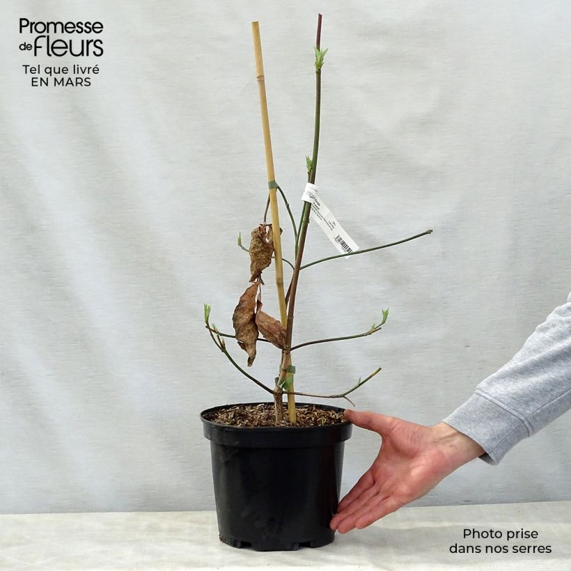 Cornus nuttalii Eddies White Wonder - Flowering Dogwood 4L/5L pot sample as delivered in spring