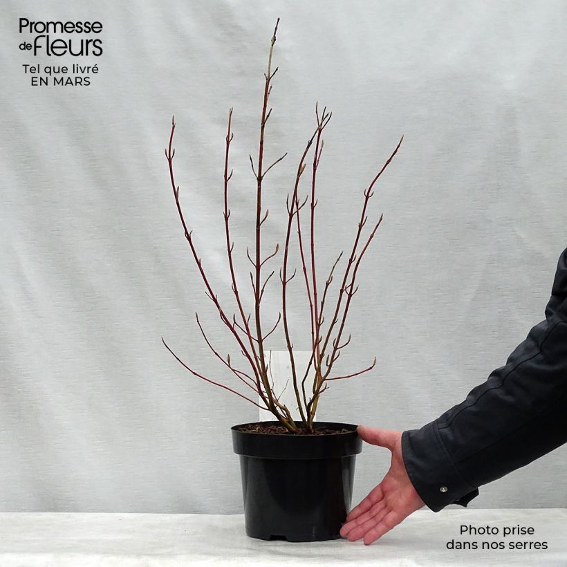 Cornus alba Aurea - White Dogwood 2L/3L pot sample as delivered in spring