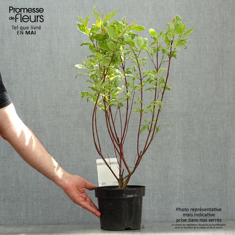 Cornus alba Cream Cracker - White Dogwood 2L/3L pot sample as delivered in spring