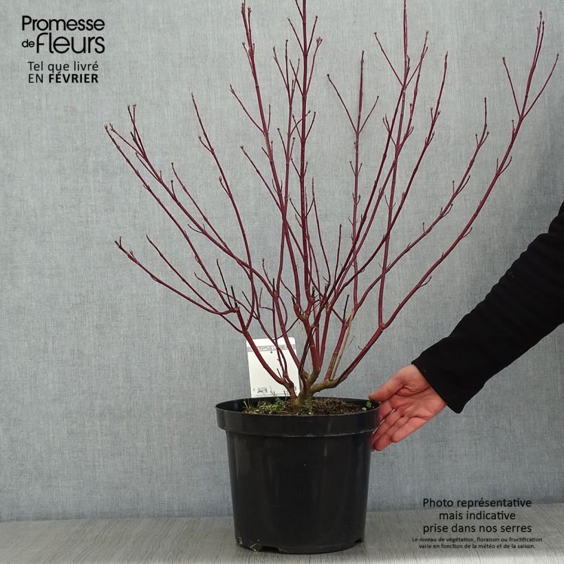 Cornus alba Cream Cracker - White Dogwood 7.5L/10L pot sample as delivered in winter