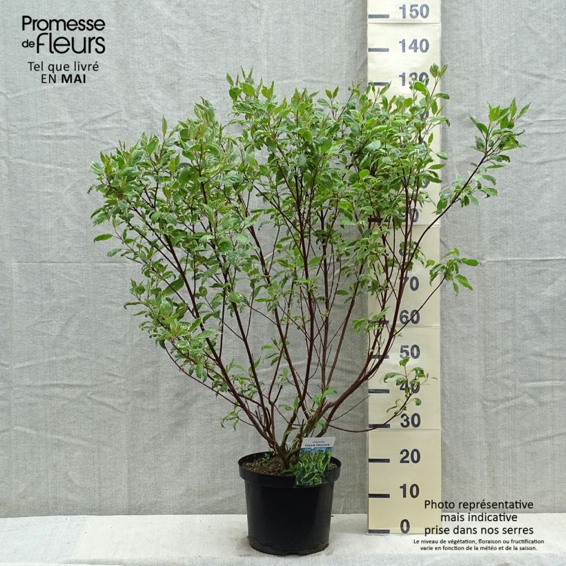 Cornus alba Cream Cracker - White Dogwood 7.5L/10L pot sample as delivered in spring