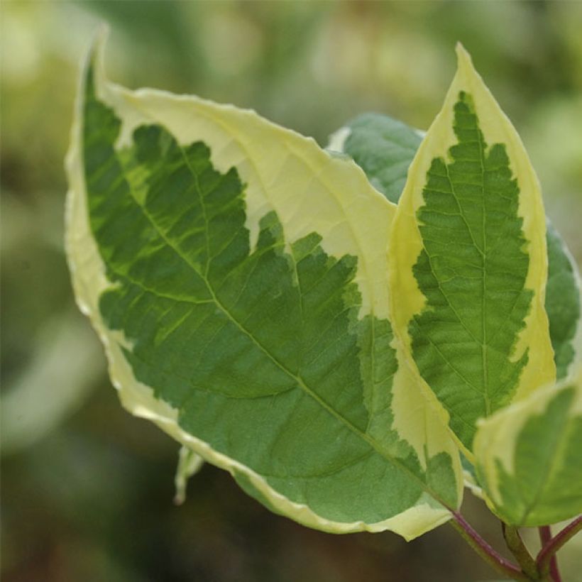 Cornus alba Cream Cracker - White Dogwood (Foliage)