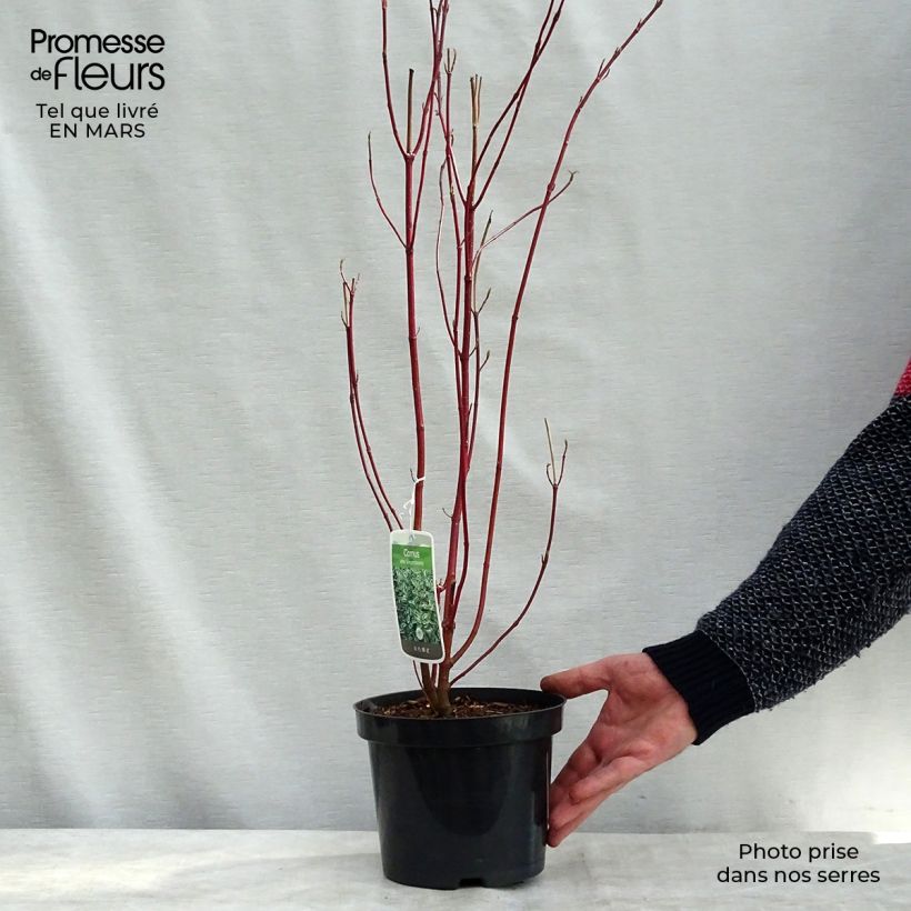 Cornus alba Elegantissima - White Dogwood 7.5L/10L pot sample as delivered in winter