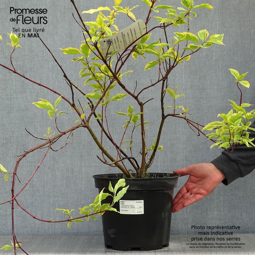 Cornus alba Gouchaultii - White Dogwood 7.5L/10L pot sample as delivered in spring