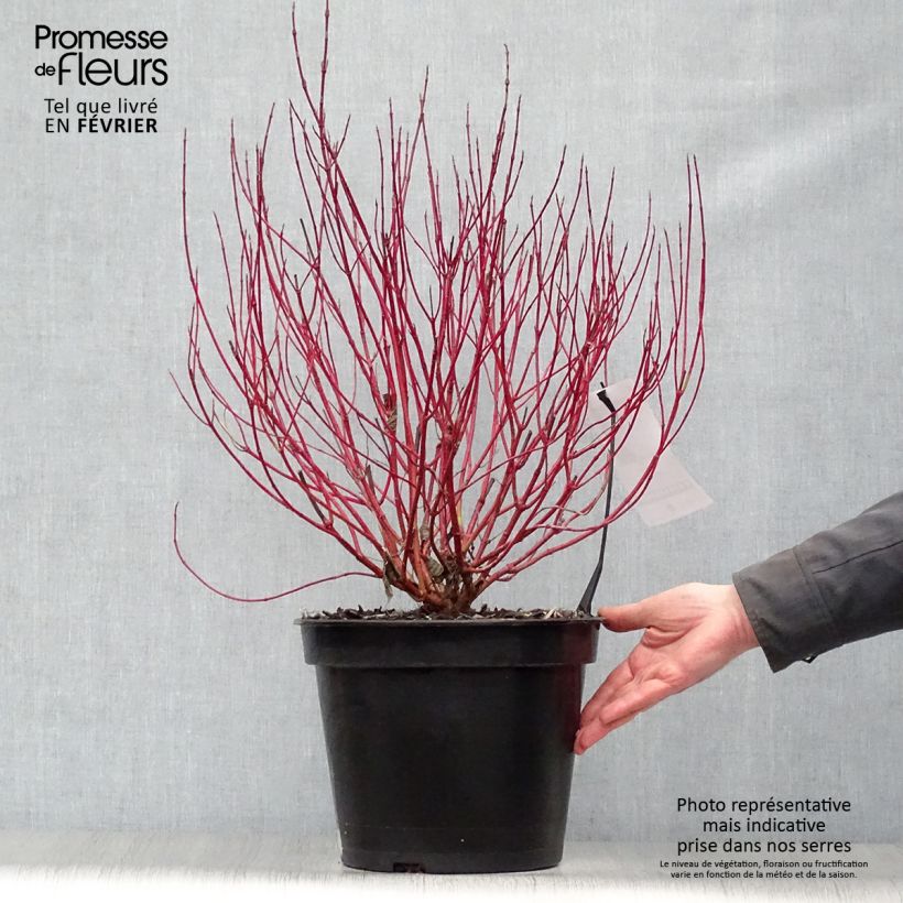 Cornus alba Ivory Halo - White Dogwood 7.5L/10L pot sample as delivered in winter