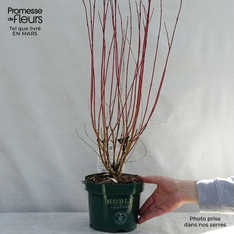 Cornus alba Ivory Halo - White Dogwood 3L/4L pot sample as delivered in spring