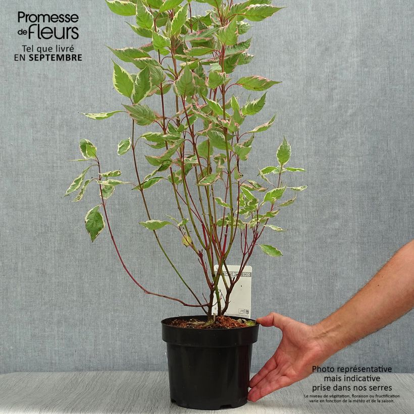 Cornus alba Miracle - White dogwood 3L/4L pot sample as delivered in autumn