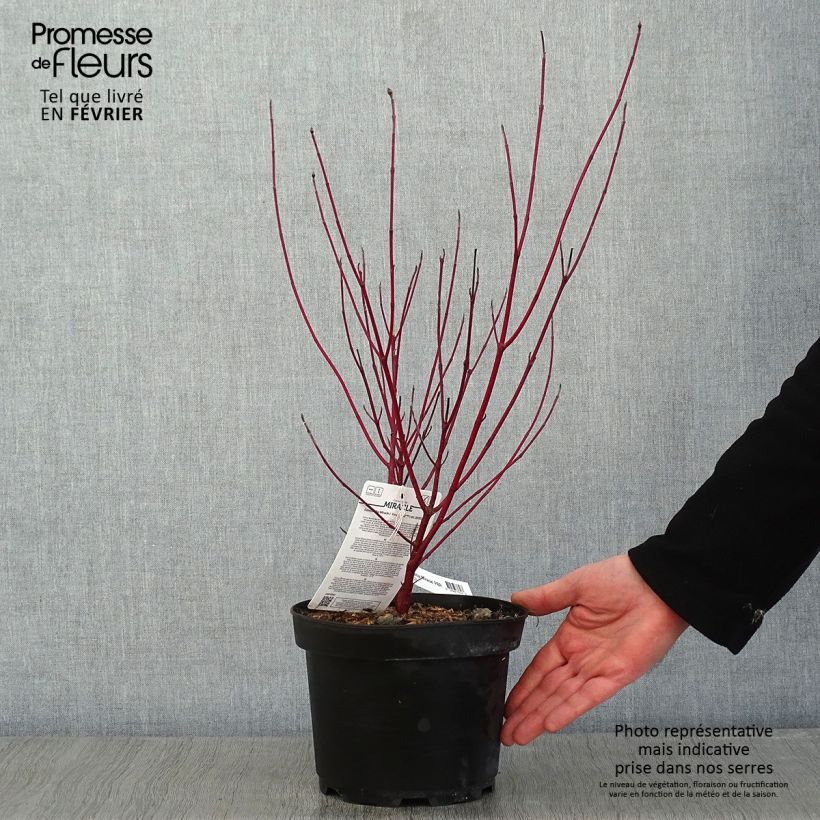 Cornus alba Miracle - White dogwood 3L/4L pot sample as delivered in winter