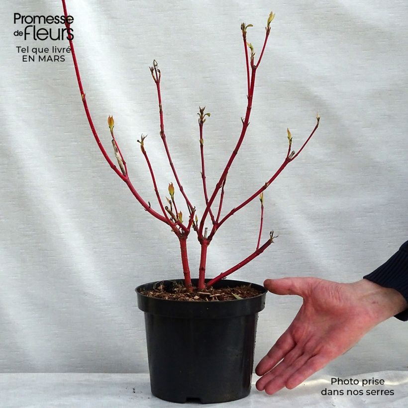Cornus alba Sibirica - White Dogwood 2L/3L pot sample as delivered in spring