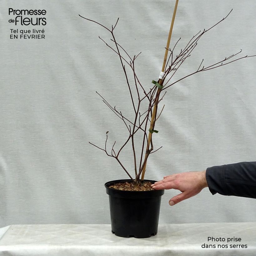 Cornus alternifolia Pinky Spot Minpinky - Pagoda Dogwood 4L/5L pot sample as delivered in winter