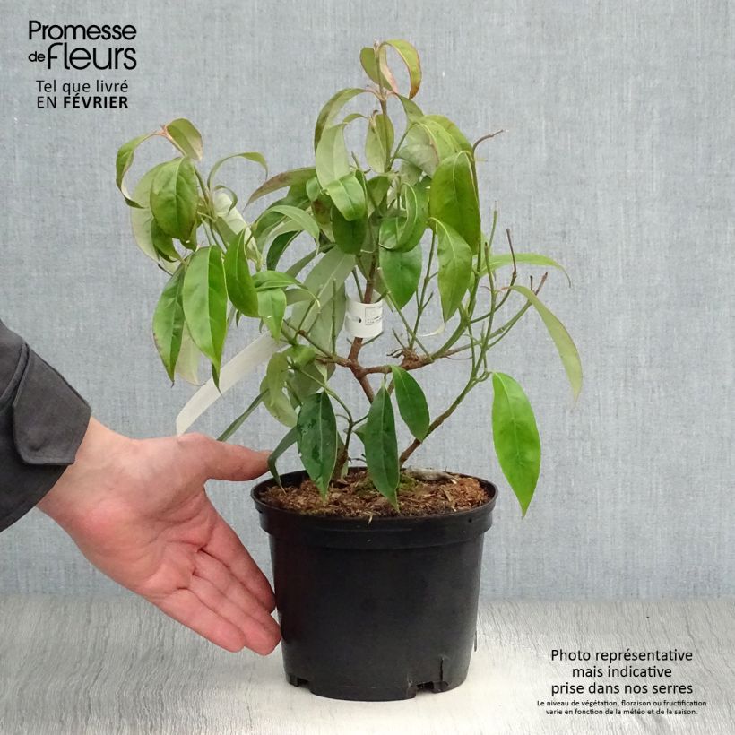 Cornus angustata Empress of China - Flowering Dogwood 2L/3L pot sample as delivered in winter