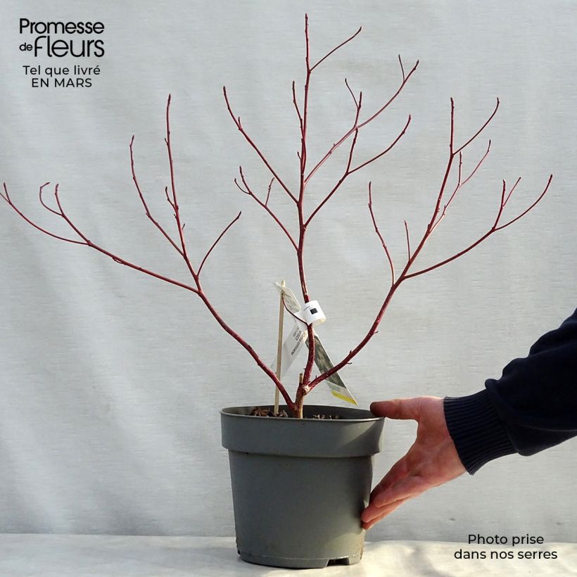Cornus controversa - Giant Dogwood 4L/5L pot sample as delivered in spring