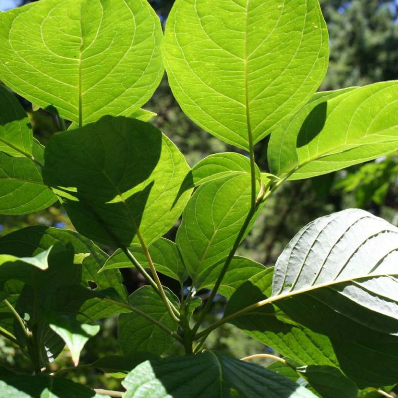Cornus controversa Pagoda - Giant Dogwood (Foliage)