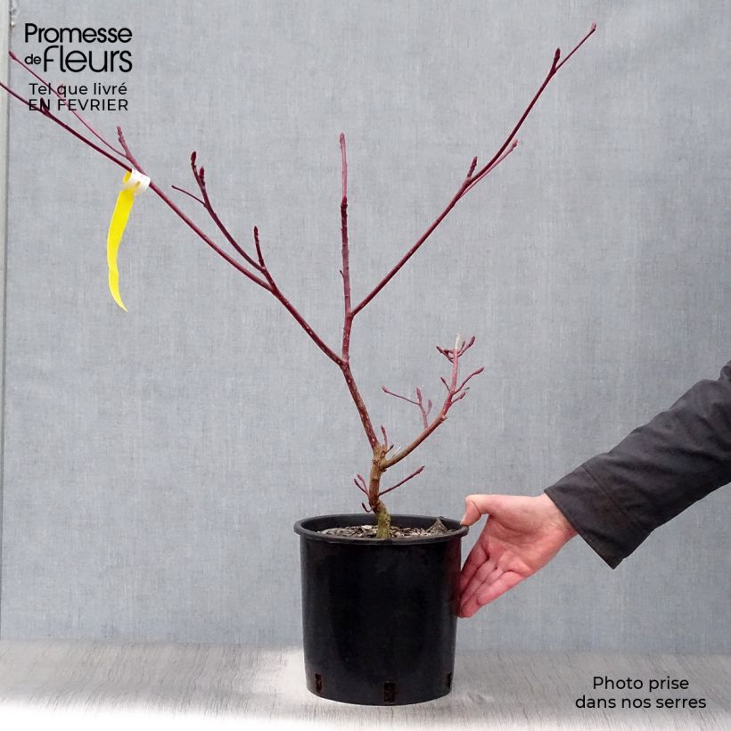 Cornus controversa Variegata - Giant Dogwood 7.5L/10L pot sample as delivered in winter