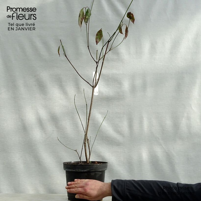 Cornus florida Cherokee Chief - Flowering Dogwood 4L/5L pot sample as delivered in winter