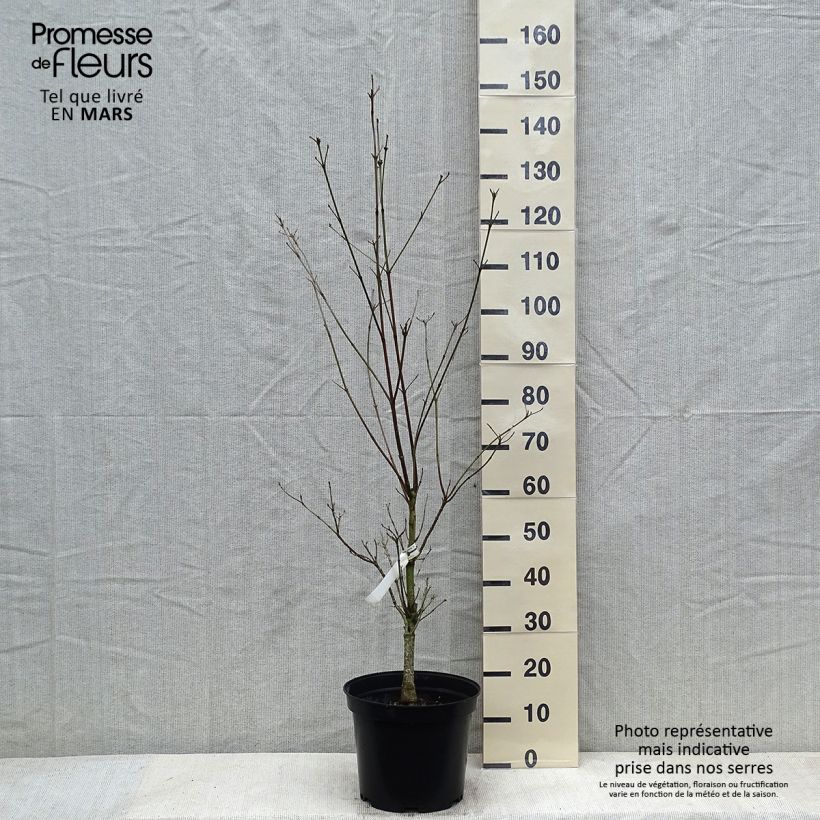 Cornus florida Cloud Nine - Flowering Dogwood 7.5L/10L pot sample as delivered in winter