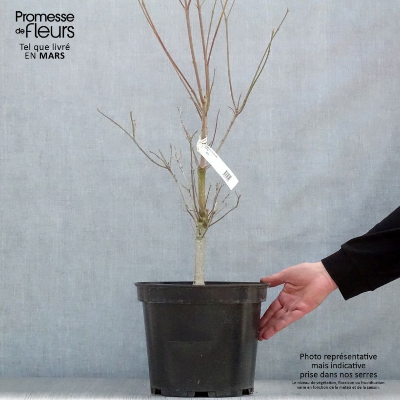 Cornus florida Cloud Nine - Flowering Dogwood 7.5L/10L pot sample as delivered in spring