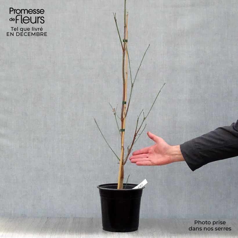 Cornus florida Cloud Nine - Flowering Dogwood 4L/5L pot sample as delivered in winter