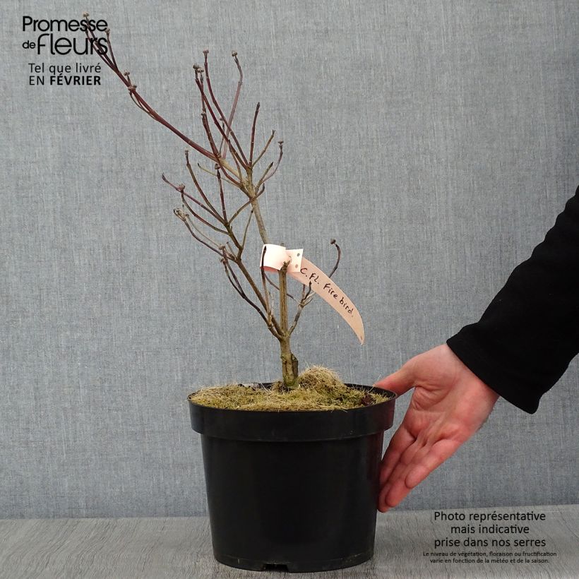 Cornus florida Firebird - Flowering Dogwood 4L/5L pot sample as delivered in winter