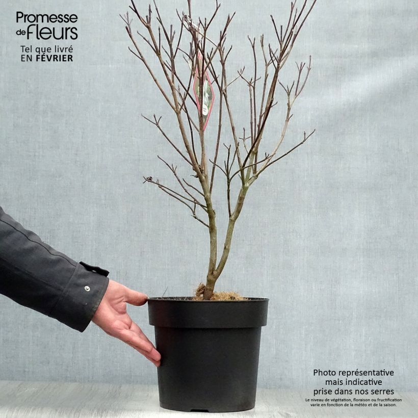 Cornus florida Rainbow - Flowering Dogwood 6L/7L pot sample as delivered in winter
