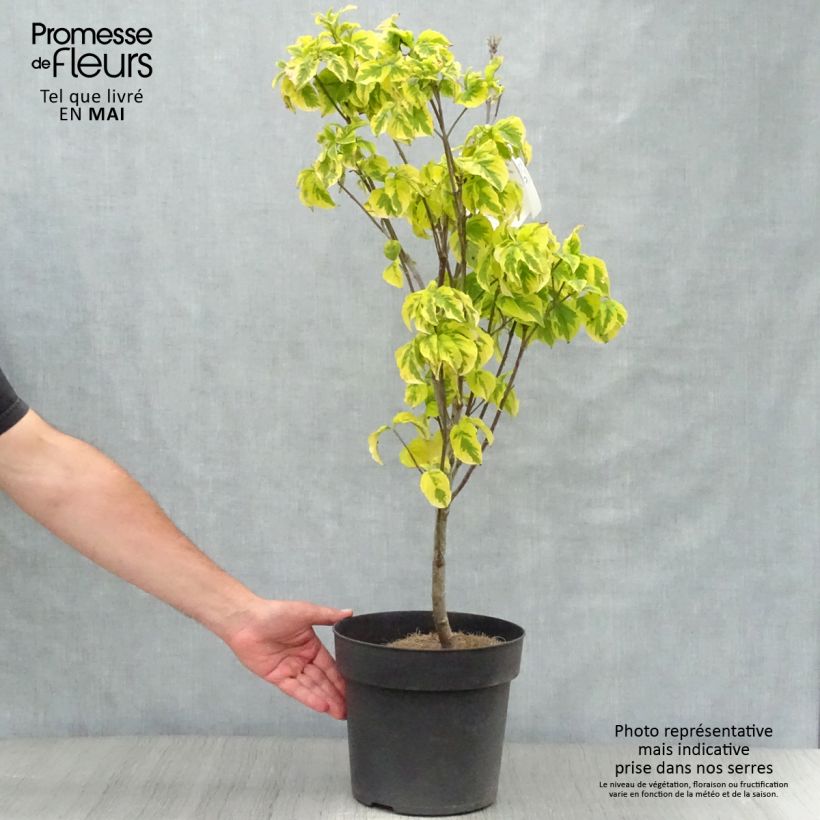 Cornus florida Rainbow - Flowering Dogwood 6L/7L pot sample as delivered in spring