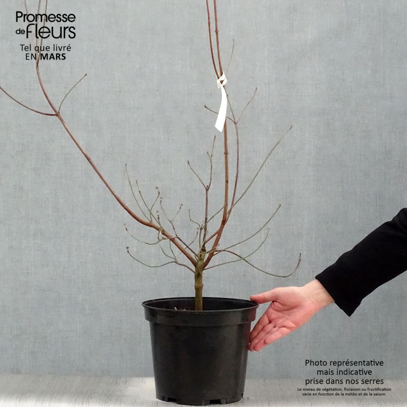 Cornus florida Rubra - Flowering Dogwood 6L/7L pot sample as delivered in spring