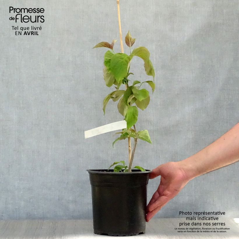 Cornus florida Rubra - Flowering Dogwood 4L/5L pot sample as delivered in spring