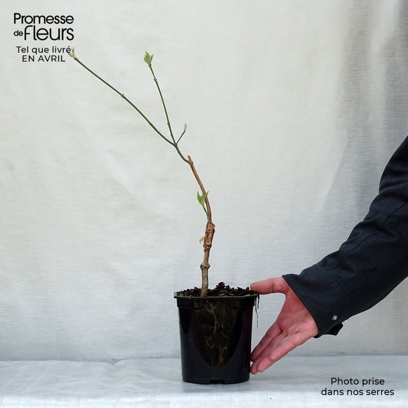 Cornus florida subsp. urbiniana - Flowering Dogwood 2L/3L pot sample as delivered in spring