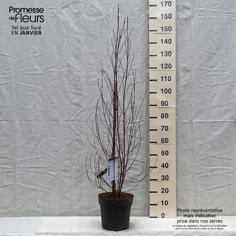 Flowering Dogwood - Cornus florida 7.5L/10L pot sample as delivered in winter