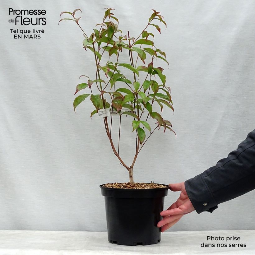 Cornus hongkongensis - Hong Kong Dogwood 2L/3L pot sample as delivered in spring