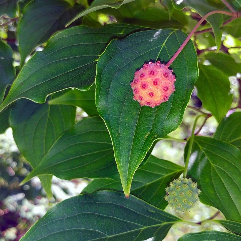 Cornus kousa - Flowering Dogwood (Harvest)